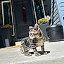 animal, cat, concrete, curious, daylight, domestic_cat, flower_pot, front_door, gray_stripes, home, kitten, outdoor, pet, plant, porch, shadow, side_view, sunlight, tabby, young_cat