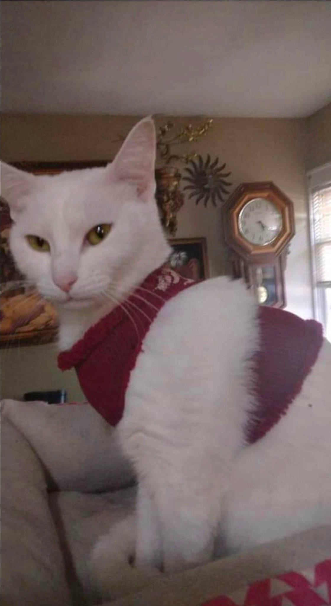 Horns is registered to the contest to win money with this photo: carnivore, cat, claw, clock, comfort, domestic_short_haired_cat, felidae, fur, home_accessories, paw, room, small_to_medium_sized_cats, tail, whiskers, window