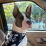 dog, bandana, car_interior, seat, window, sunlight, ears, pet, animal, looking_out, domestic_animal, side_view, brown_and_white, sitting, collar, vehicle, daylight, canine, inside, portrait
