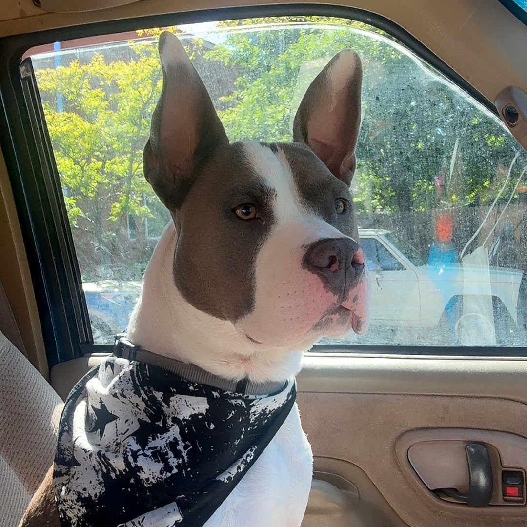 Odin Jones is registered to the contest to win money with this photo: animal, bandana, brown_and_white, canine, car_interior, collar, daylight, dog, domestic_animal, ears, inside, looking_out, pet, portrait, seat, side_view, sitting, sunlight, vehicle, window