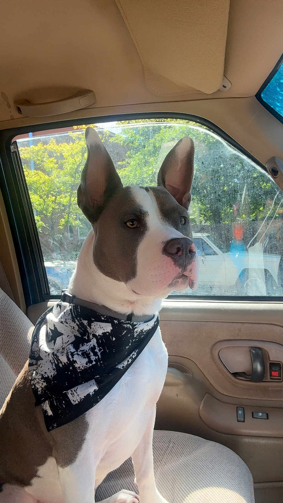 Odin Jones is registered to the contest to win money with this photo: dog, bandana, car_interior, seat, window, sunlight, ears, pet, animal, looking_out, domestic_animal, side_view, brown_and_white, sitting, collar, vehicle, daylight, canine, inside, portrait