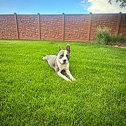 Odin Jones joined the competition — help win amazing prizes! dog, grass, lawn, outdoor, pet, animal, fence, sky, clouds, greenery, sunny, relaxing, one_ear_up, backyard, nature, daytime, canine, peaceful, resting, summer