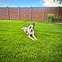dog, grass, lawn, outdoor, pet, animal, fence, sky, clouds, greenery, sunny, relaxing, one_ear_up, backyard, nature, daytime, canine, peaceful, resting, summer