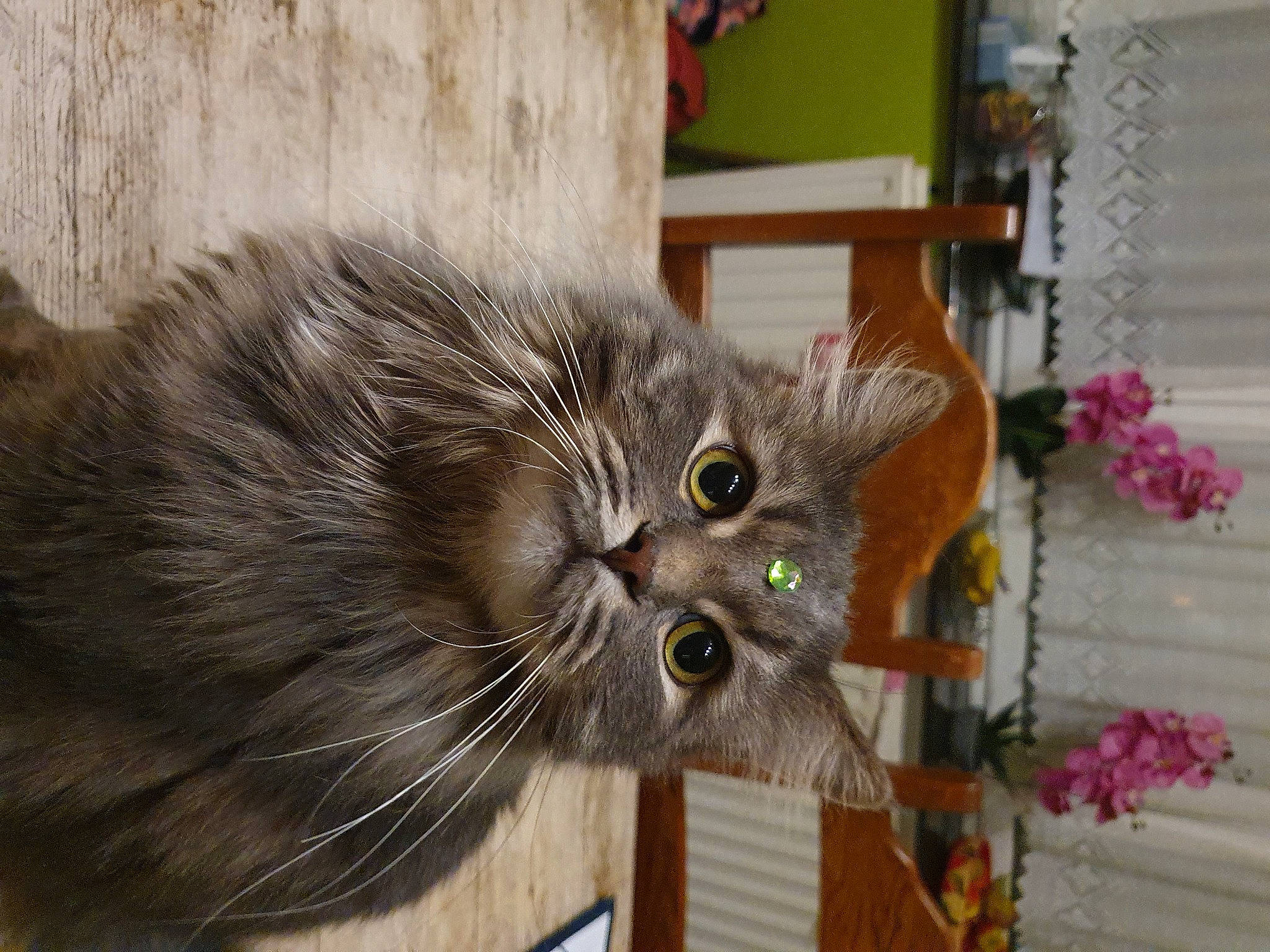 Lily a rejoint le concours — aidez-le/la à gagner de superbes lots ! art, british_longhair, carnivore, cat, domestic_short_haired_cat, fawn, felidae, fur, plant, small_to_medium_sized_cats, snout, tail, terrestrial_animal, whiskers, window, wood