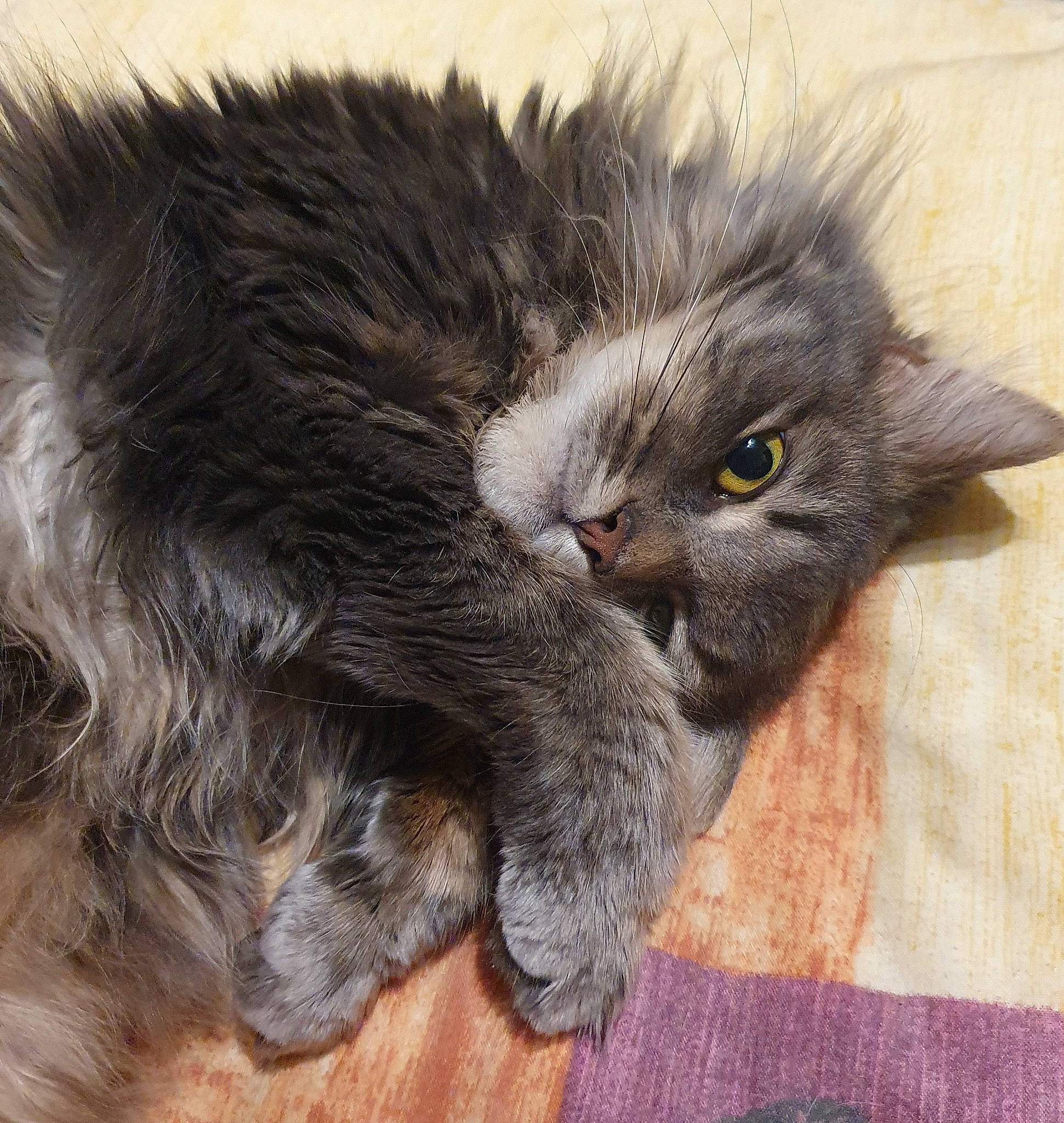 Lily a rejoint le concours — aidez-le/la à gagner de superbes lots ! black_cat, british_longhair, carnivore, cat, claw, comfort, dog_breed, domestic_short_haired_cat, fawn, felidae, flooring, fur, grey, hardwood, paw, small_to_medium_sized_cats, snout, tail, terrestrial_animal, whiskers