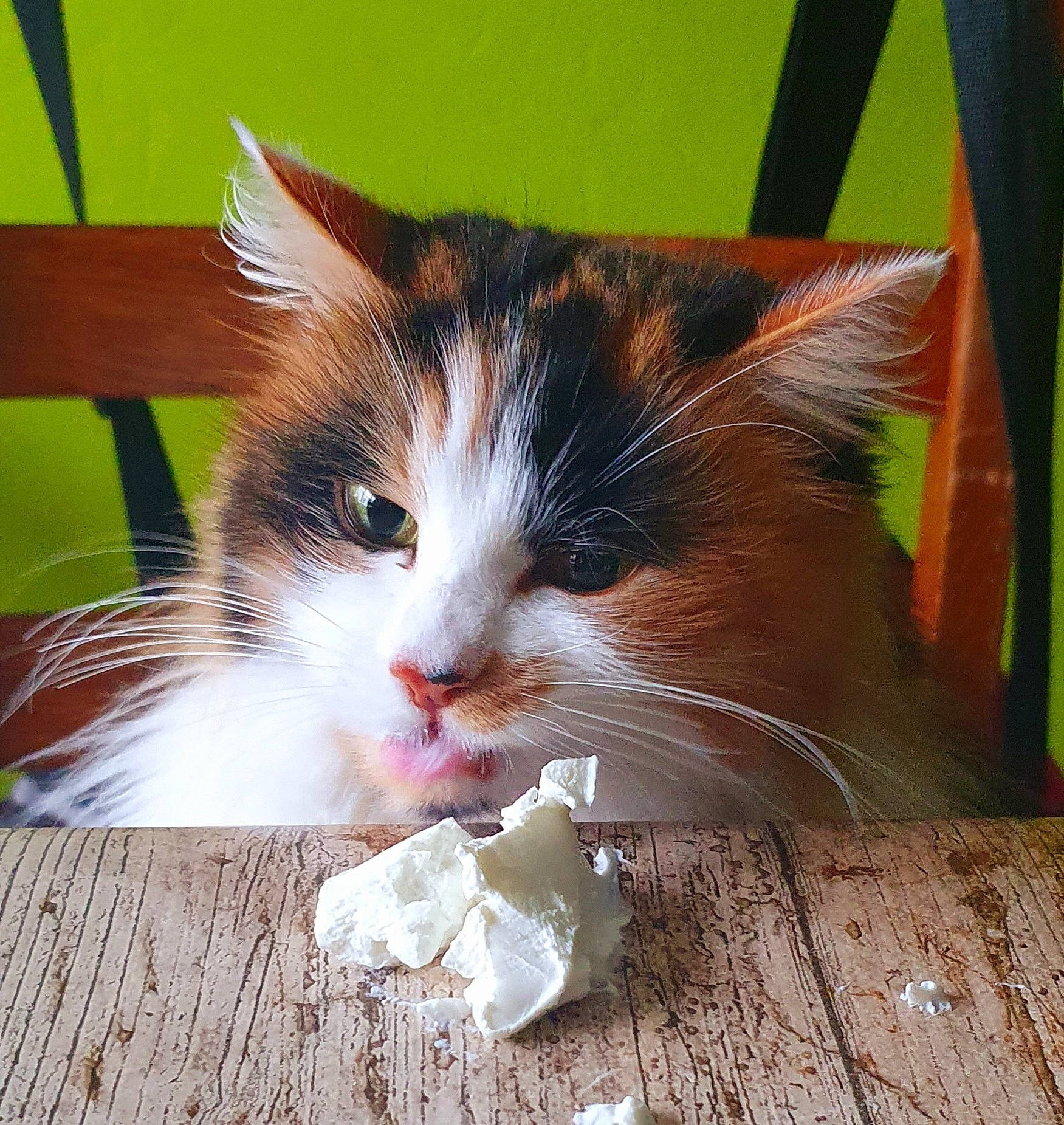 Mysti participe au concours pour gagner de l'argent avec cette photo : carnivore, cat, claw, domestic_short_haired_cat, felidae, fur, grass, hardwood, paw, photo_caption, plant, small_to_medium_sized_cats, snout, tail, tree, whiskers, window, wood