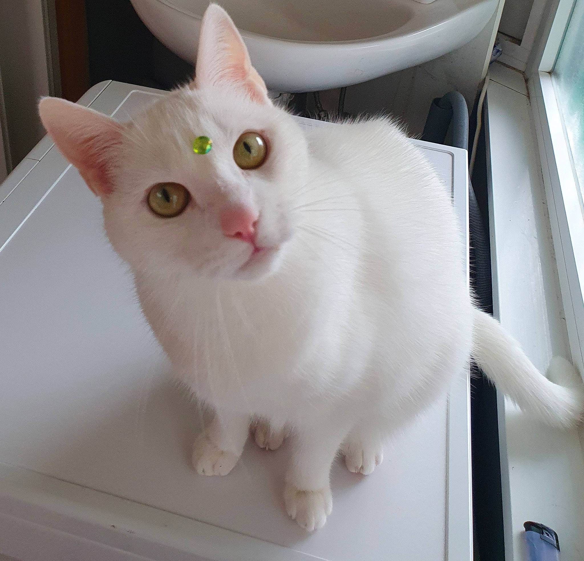 Mila a rejoint le concours — aidez-le/la à gagner de superbes lots ! carnivore, cat, cat_supply, claw, domestic_short_haired_cat, ear, fawn, felidae, fur, paw, pet_supply, small_to_medium_sized_cats, snout, tail, whiskers