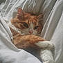 Marley participe au concours pour gagner de l'argent avec cette photo : cat, orange_cat, white_cat, pet, feline, bed, blanket, cozy, cute, fur, animal, resting, sleepy, indoor, paw, whiskers, cute_pet, domestic_animal, relaxing, comfort