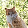 cat, orange_cat, white_fur, fluffy, outdoor, nature, greenery, foliage, pet, animal, curious, portrait, close_up, whiskers, ears, sitting, daylight, fur, cute, domestic_cat