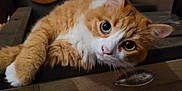 Marley participe au concours pour gagner de l'argent avec cette photo : cat, orange_cat, white_fur, fluffy, pet, animal, indoor, wooden_surface, curious_eyes, close_up, whiskers, cute, feline, relaxed, domestic_animal, portrait, tabby, laying_down, looking_at_camera, soft_fur