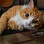 cat, orange_cat, white_fur, fluffy, pet, animal, indoor, wooden_surface, curious_eyes, close_up, whiskers, cute, feline, relaxed, domestic_animal, portrait, tabby, laying_down, looking_at_camera, soft_fur