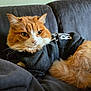 cat, orange_cat, white_cat, fluffy_fur, pet_clothing, black_shirt, indoor, couch, furniture, relaxed, fur, whiskers, animal, mammal, cute, domestic_cat, portrait, resting, cozy, feline