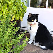 Nova is registered to the contest to win money with this photo: cat, cat_like_mammal, flower, grass, plant, small_to_medium_sized_cats, tree, whiskers, window