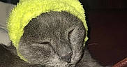 Fat Cat is registered to the contest to win money with this photo: cat, fur, plush, rabbit, snout, stuffed_toy, textile, whiskers