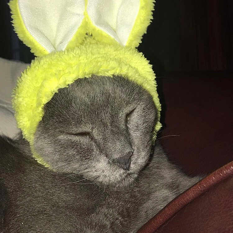 Fat Cat is registered to the contest to win money with this photo: cat, fur, plush, rabbit, snout, stuffed_toy, textile, whiskers