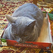 Fat Cat is registered to the contest to win money with this photo: british_shorthair, carnivoran, cat, cat_like_mammal, chartreux, domestic_short_haired_cat, fauna, korat, photo_caption, russian_blue, small_to_medium_sized_cats, snout, whiskers