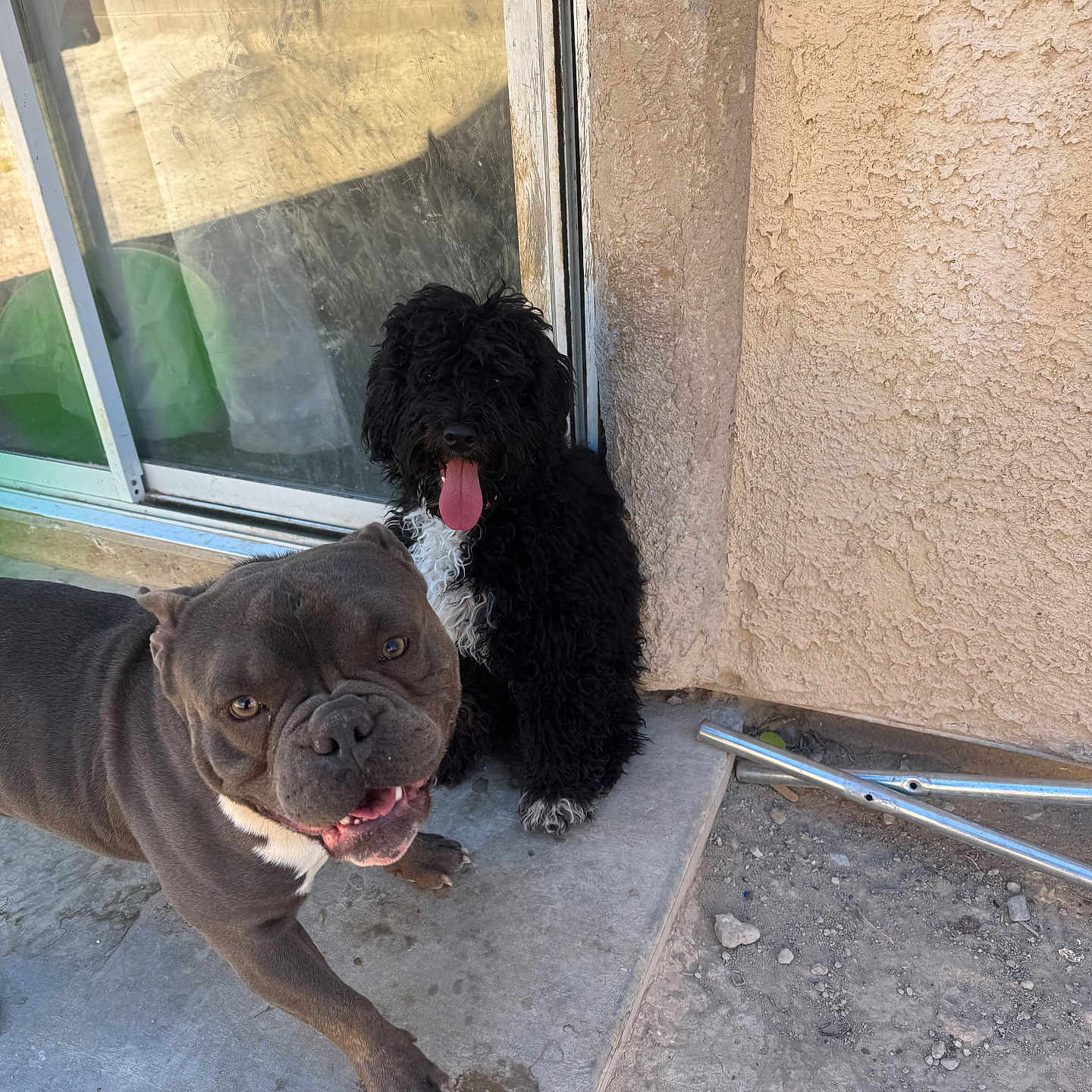 Bule joined the competition — help win amazing prizes! animal, black_dog, concrete, dog, fur, glass_door, gray_dog, happy, metal_pole, outdoor, patio, pet, playful, shadow, sitting, sunlight, texture, tongue_out, walking, wall