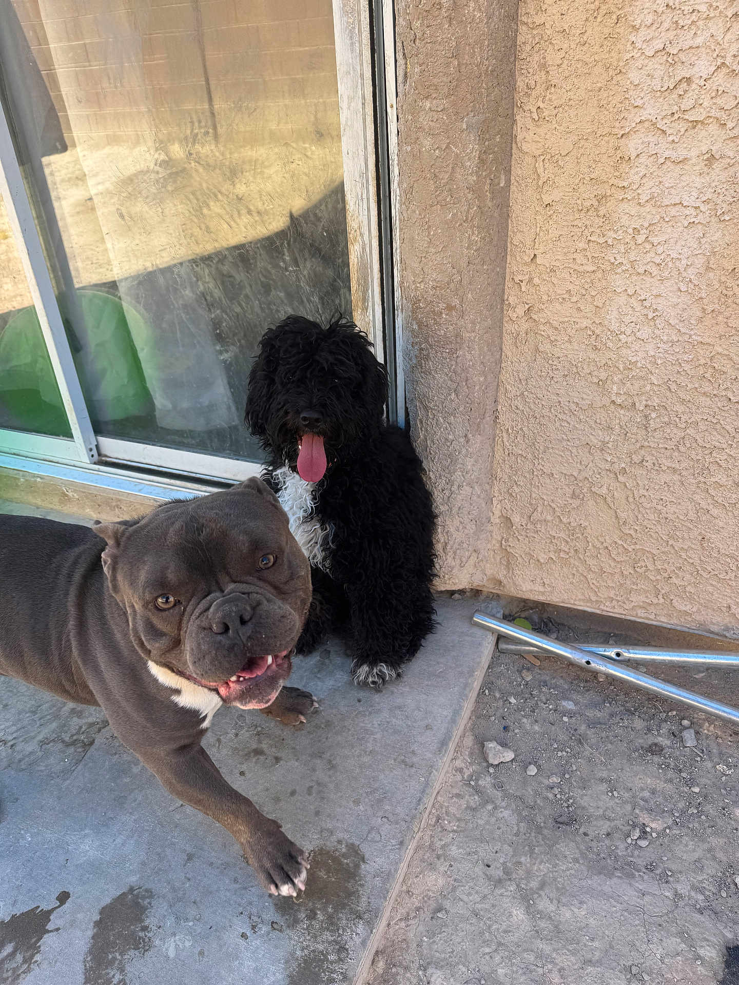 Bule joined the competition — help win amazing prizes! dog, outdoor, concrete, patio, glass_door, happy, tongue_out, black_dog, gray_dog, fur, pet, animal, playful, sitting, walking, wall, texture, sunlight, shadow, metal_pole