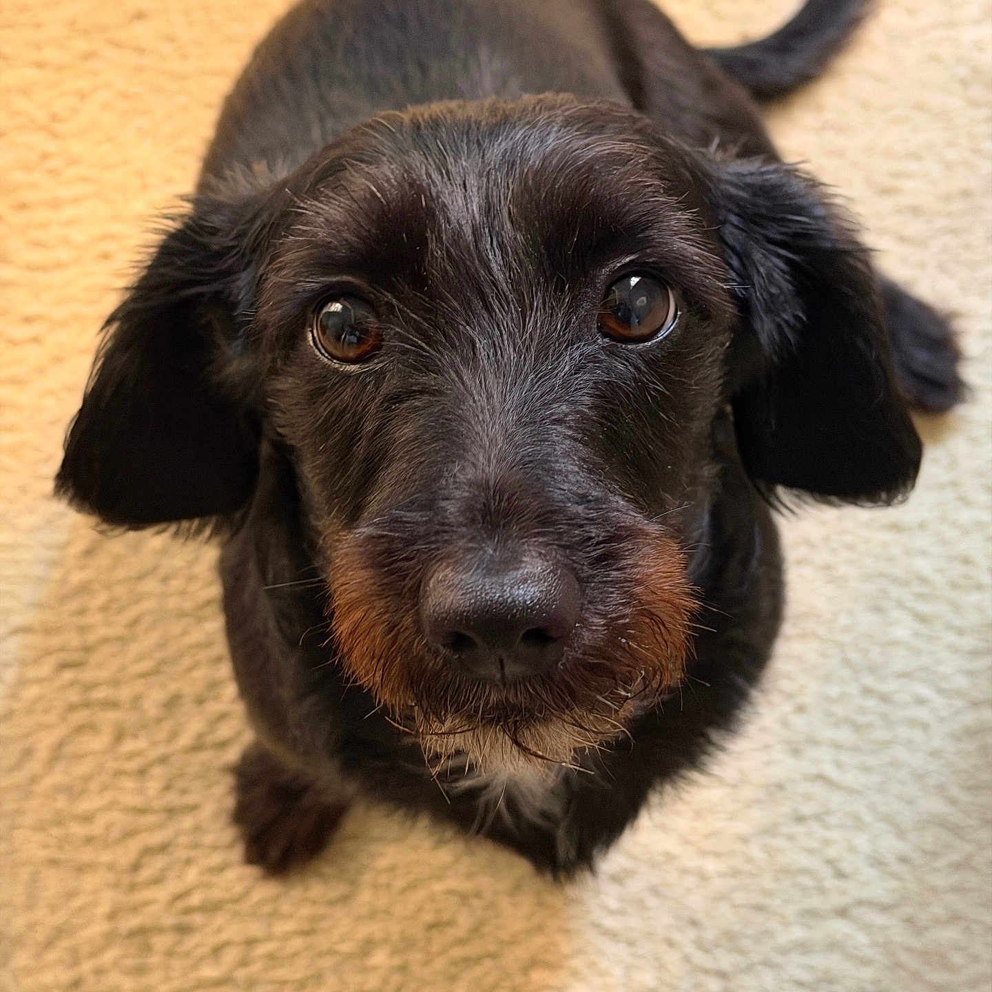 Mercedes joined the competition — help win amazing prizes! dog, puppy, black_dog, portrait, close_up, floppy_ears, brown_muzzle, brown_eyes, shiny_fur, curled_tail, sitting, indoor, carpet, home, pet, animal, cute, looking_at_camera, warm_lighting, photography