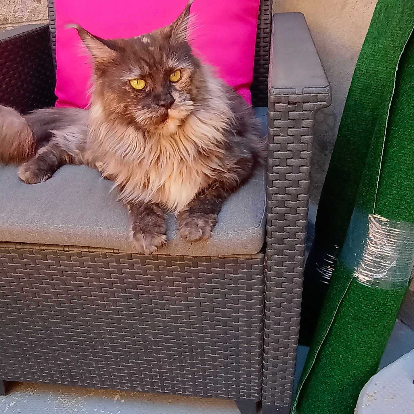 Rusty participe au concours pour gagner de l'argent avec cette photo : cat, maine_coon, fluffy, long_hair, brown_fur, gray_fur, yellow_eyes, animal, pet, portrait, sitting, lounging, chair, patio, outdoor, pink_cushion, green_mat, furniture, serious_expression, whiskers