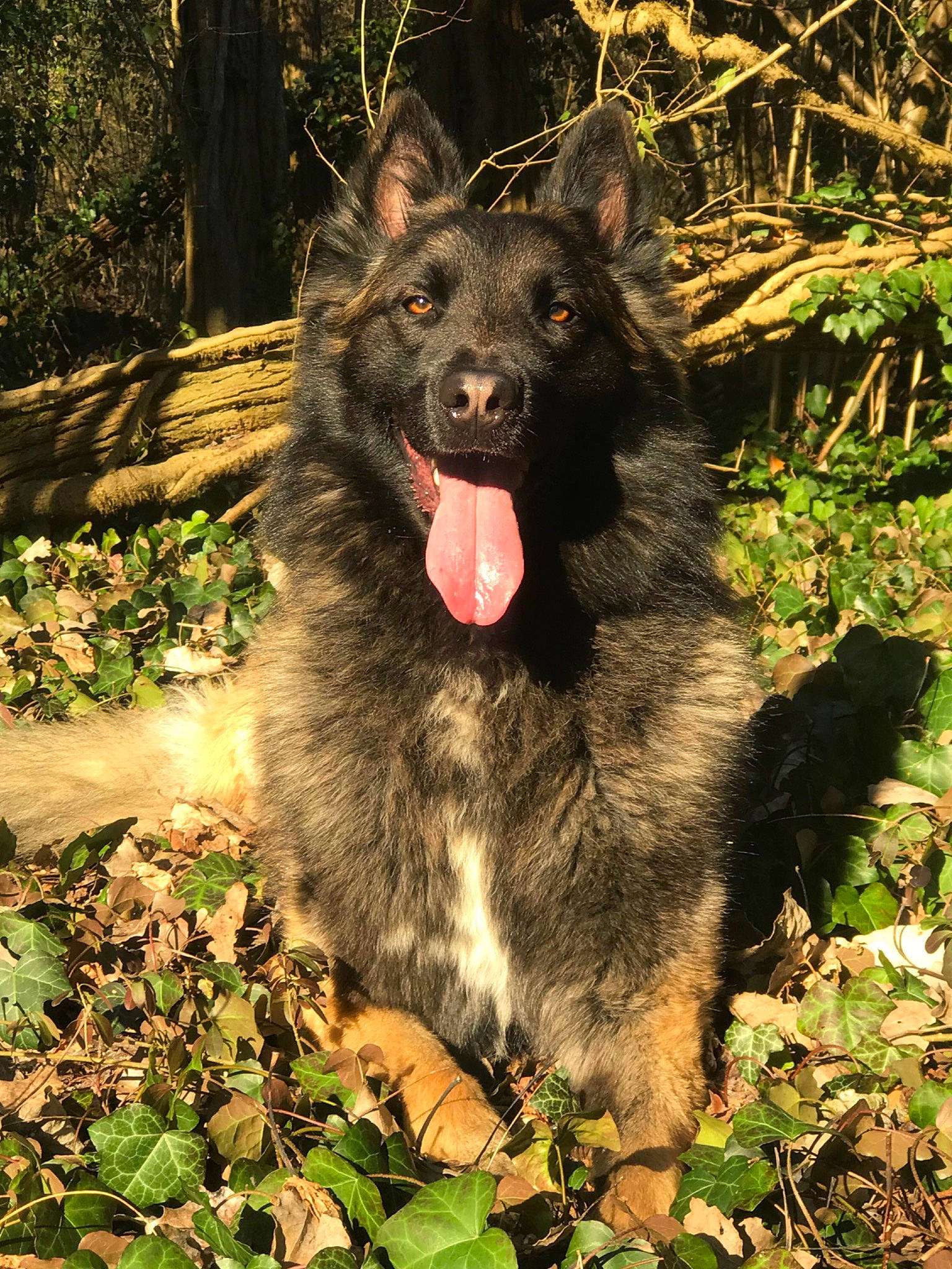 Milan participe au concours pour gagner de l'argent avec cette photo : belgian_shepherd, black_norwegian_elkhound, bohemian_shepherd, canidae, carnivore, dog, dog_breed, dutch_shepherd_dog, groenendael, herding_dog, king_shepherd, kunming_wolfdog, mammal, mudi, native_american_indian_dog, old_german_shepherd_dog, rare_breed_dog, shiloh_shepherd_dog, vertebrate