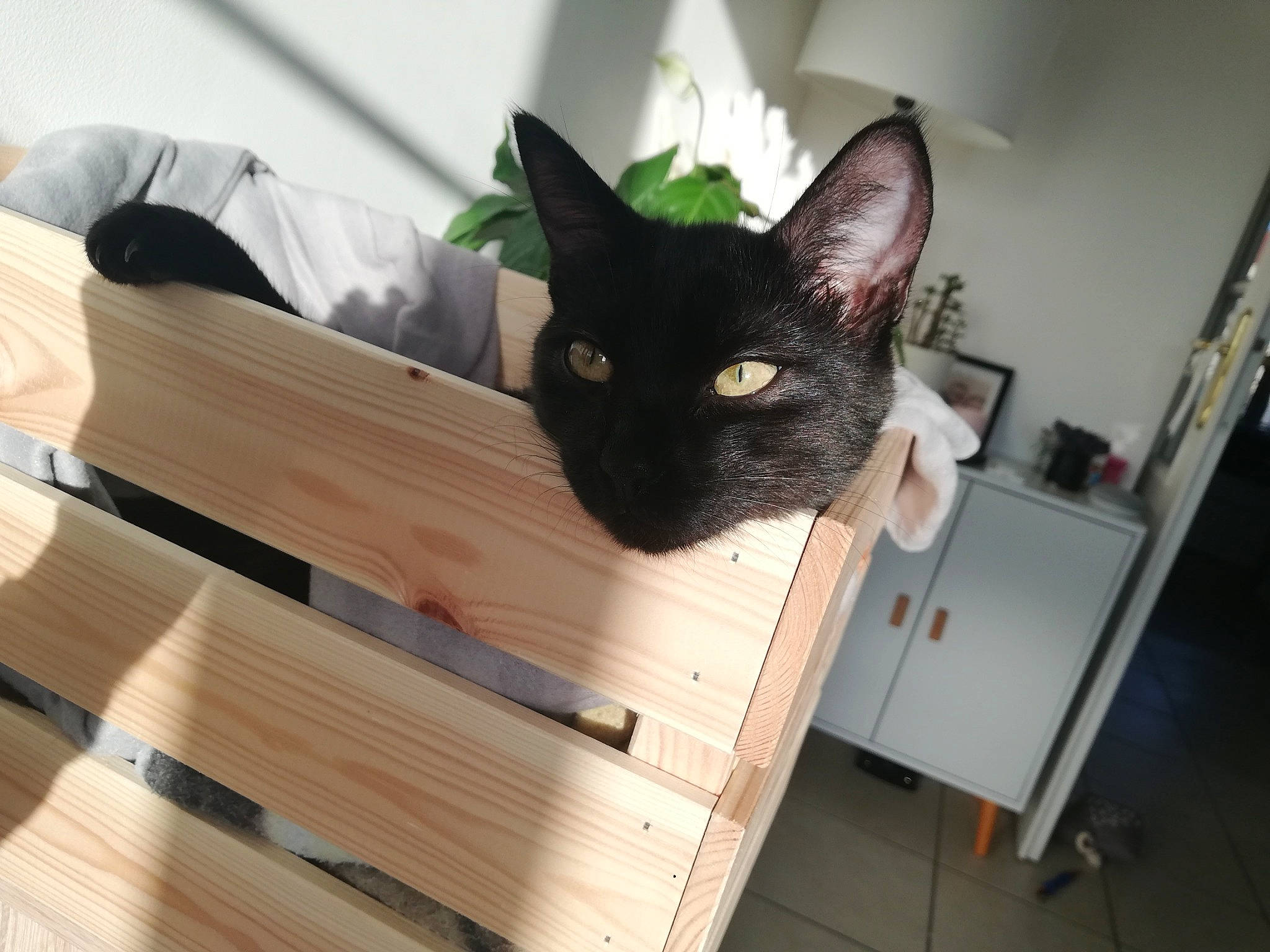 Nyx a rejoint le concours — aidez-le/la à gagner de superbes lots ! black_cat, cabinetry, carnivore, cat, domestic_short_haired_cat, felidae, hardwood, laminate_flooring, lumber, plank, plywood, small_to_medium_sized_cats, snout, varnish, whiskers, wood, wood_flooring, wood_stain