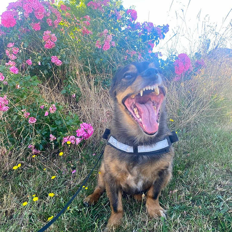 Jango