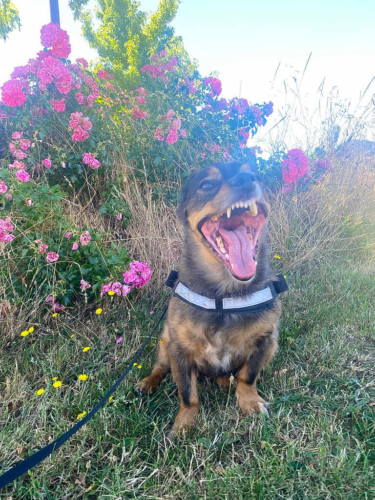 Jango