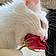 Duchesse