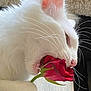 cat, white_cat, rose, flower, pet, indoor, whiskers, fur, paw, bite, closeup, cute, animal, plant, nature, cozy, cushion, table, pink_ear, sharp_teeth