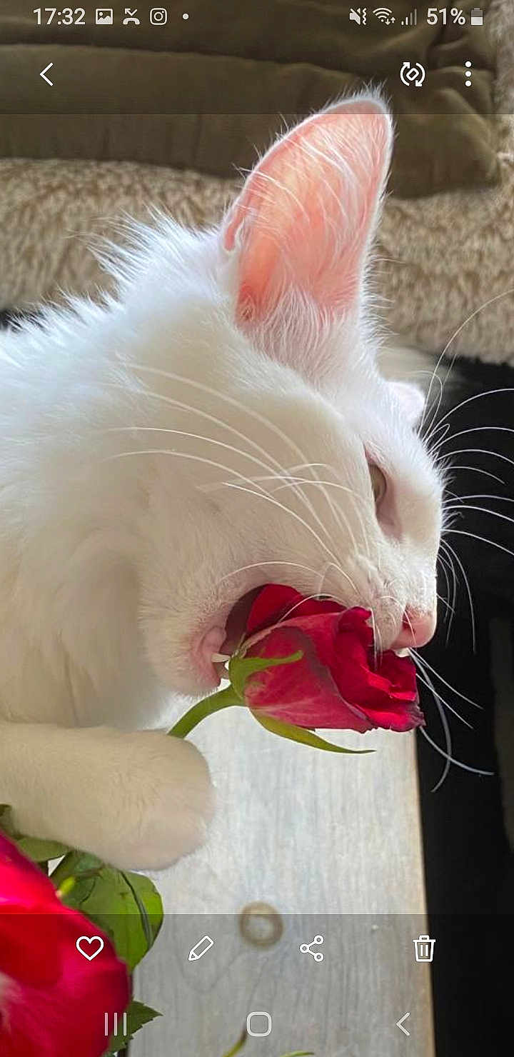Duchesse participe au concours pour gagner de l'argent avec cette photo : cat, white_cat, rose, flower, pet, indoor, whiskers, fur, paw, bite, closeup, cute, animal, plant, nature, cozy, cushion, table, pink_ear, sharp_teeth