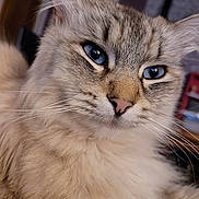 Snow participe au concours pour gagner de l'argent avec cette photo : cat, fluffy, long_hair, blue_eyes, close_up, portrait, whiskers, fur, feline, pet, cream_colored, striped, ears, nose, indoors, dramatic_lighting, detailed, soft_fur, animal, photography