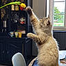 Snow a rejoint le concours — aidez-le/la à gagner de superbes lots ! cat, fluffy_cat, long_hair, cream_fur, standing, upright, reaching, playing, curious, whiskers, ears, tail, paws, indoor, kitchen, dining_room, table, window, shelves, houseplant