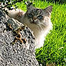 cat, feline, blue_eyes, fluffy, fur, whiskers, face, portrait, outdoor, garden, grass, greenery, ivy, stone, rock, ledge, sunlight, animal, peeking, closeup