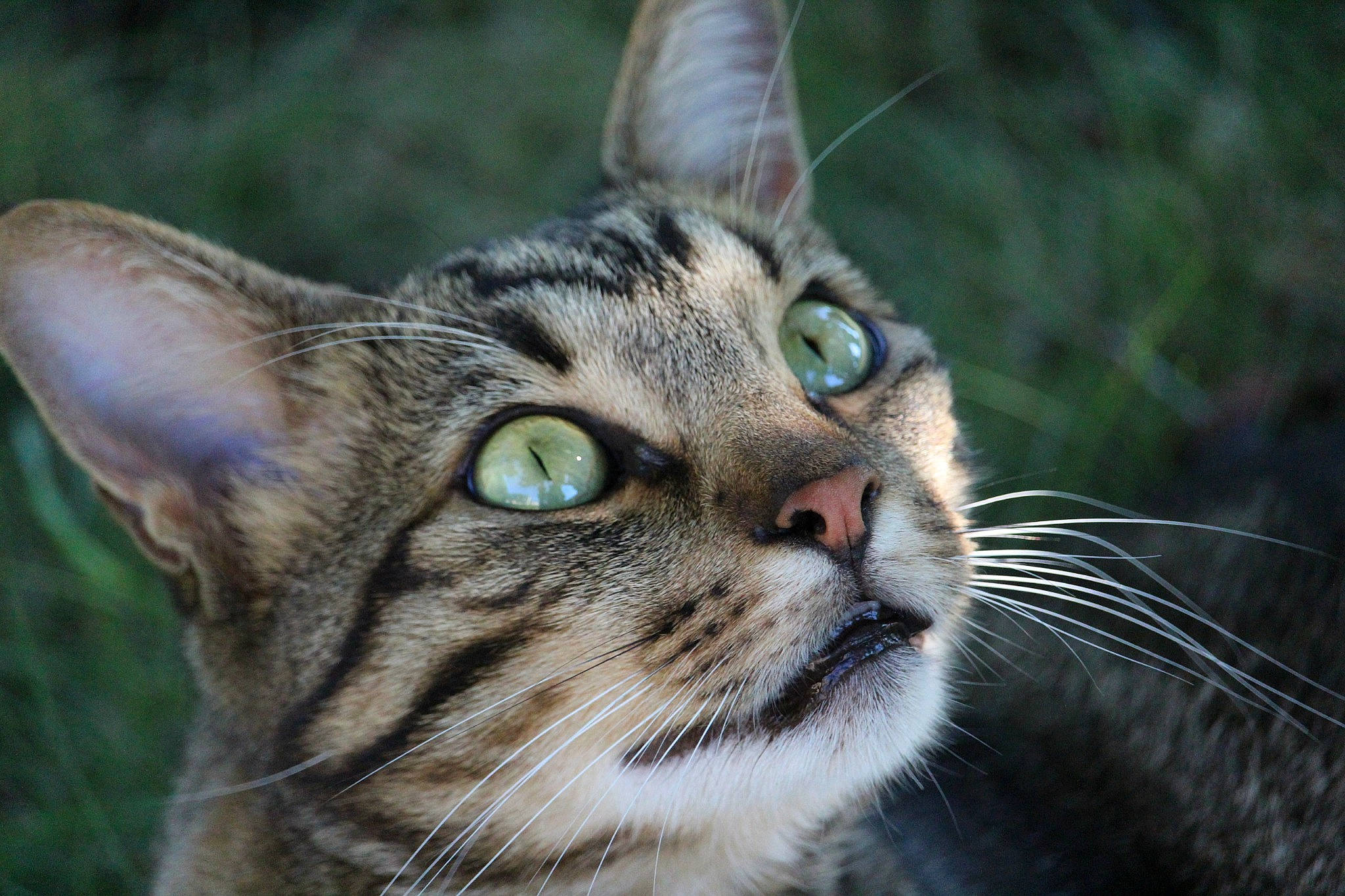 Kiwi participe au concours pour gagner de l'argent avec cette photo : aegean_cat, asian, bengal, carnivore, cat, close_up, domestic_short_haired_cat, dragon_li, european_shorthair, eye, felidae, mammal, ocicat, small_to_medium_sized_cats, snout, tabby_cat, toyger, vertebrate, whiskers, wildlife