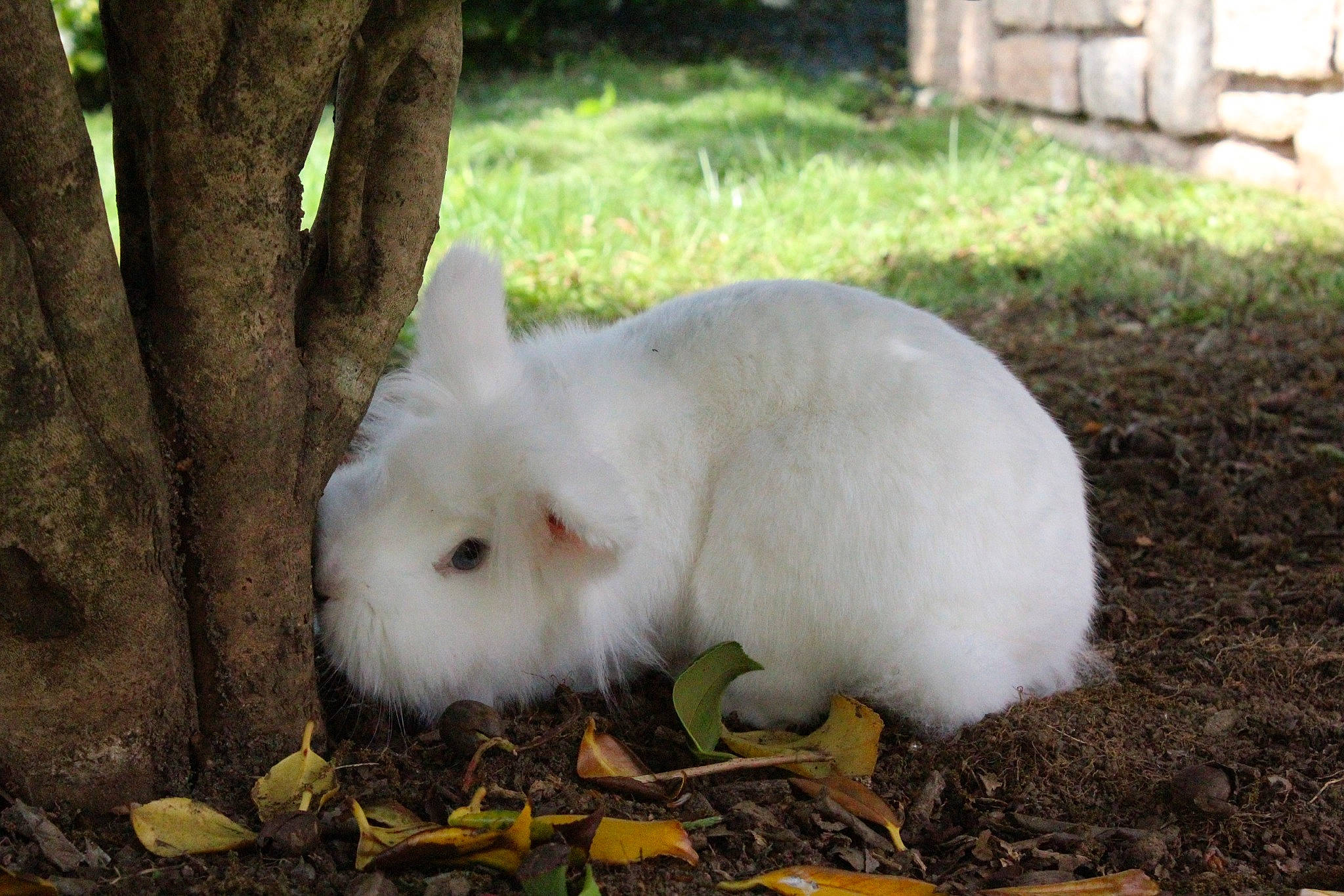 Misty a rejoint le concours — aidez-le/la à gagner de superbes lots ! angora_rabbit, domestic_rabbit, hare, mammal, rabbit, rabbits_and_hares