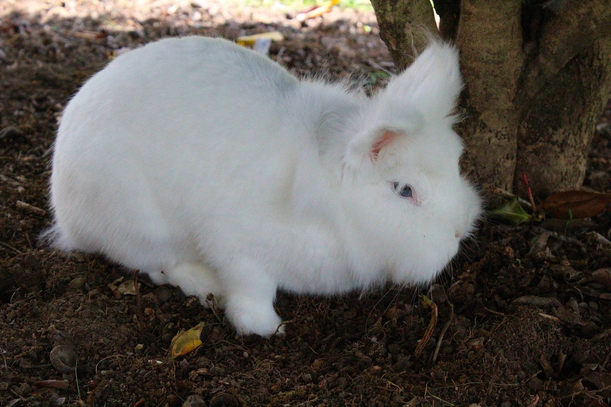 Misty participe au concours pour gagner de l'argent avec cette photo : domestic_rabbit, hare, rabbit, rabbits_and_hares, snowshoe_hare, whiskers