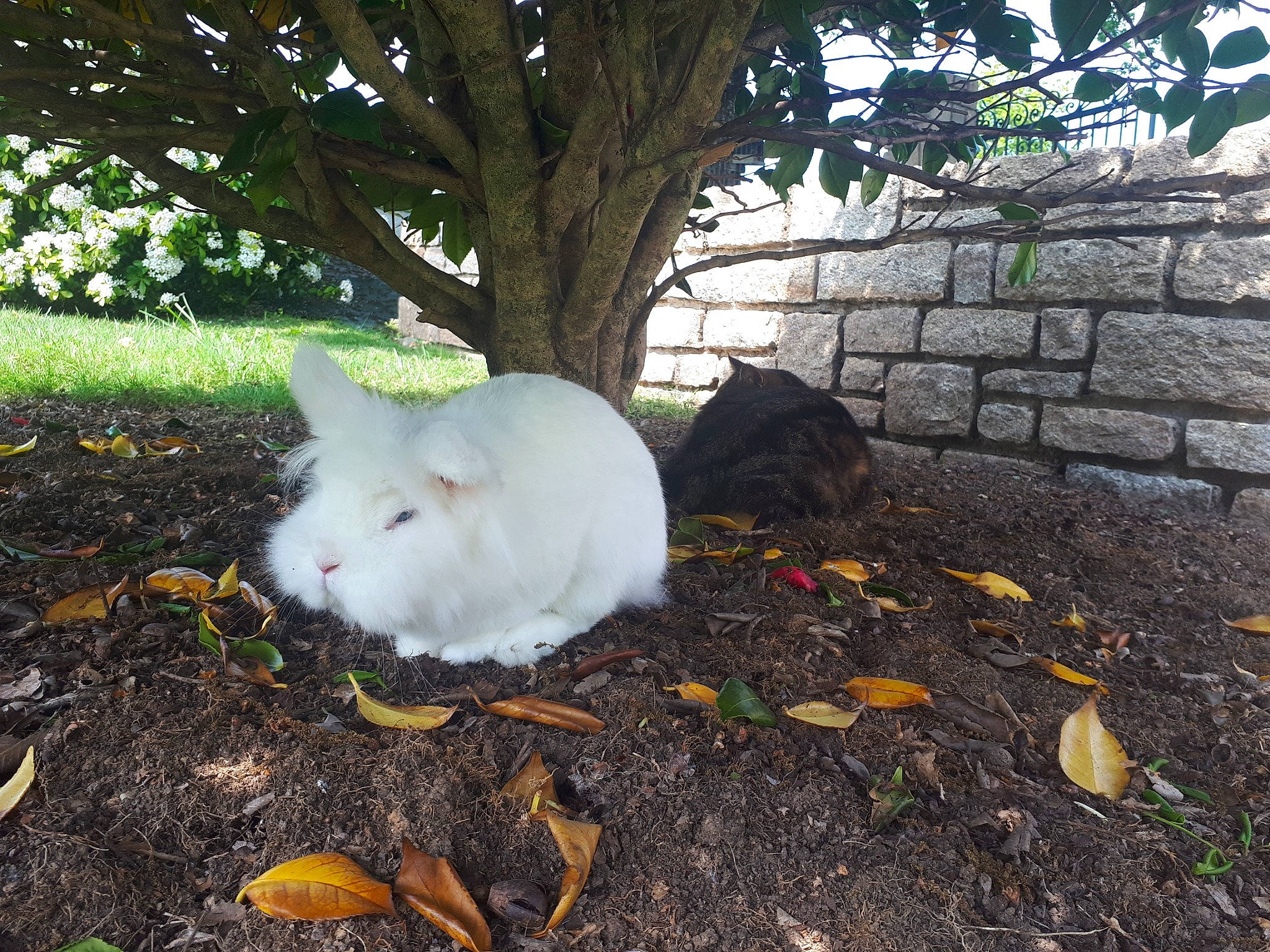 Misty participe au concours pour gagner de l'argent avec cette photo : domestic_rabbit, fawn, rabbit, rabbits_and_hares