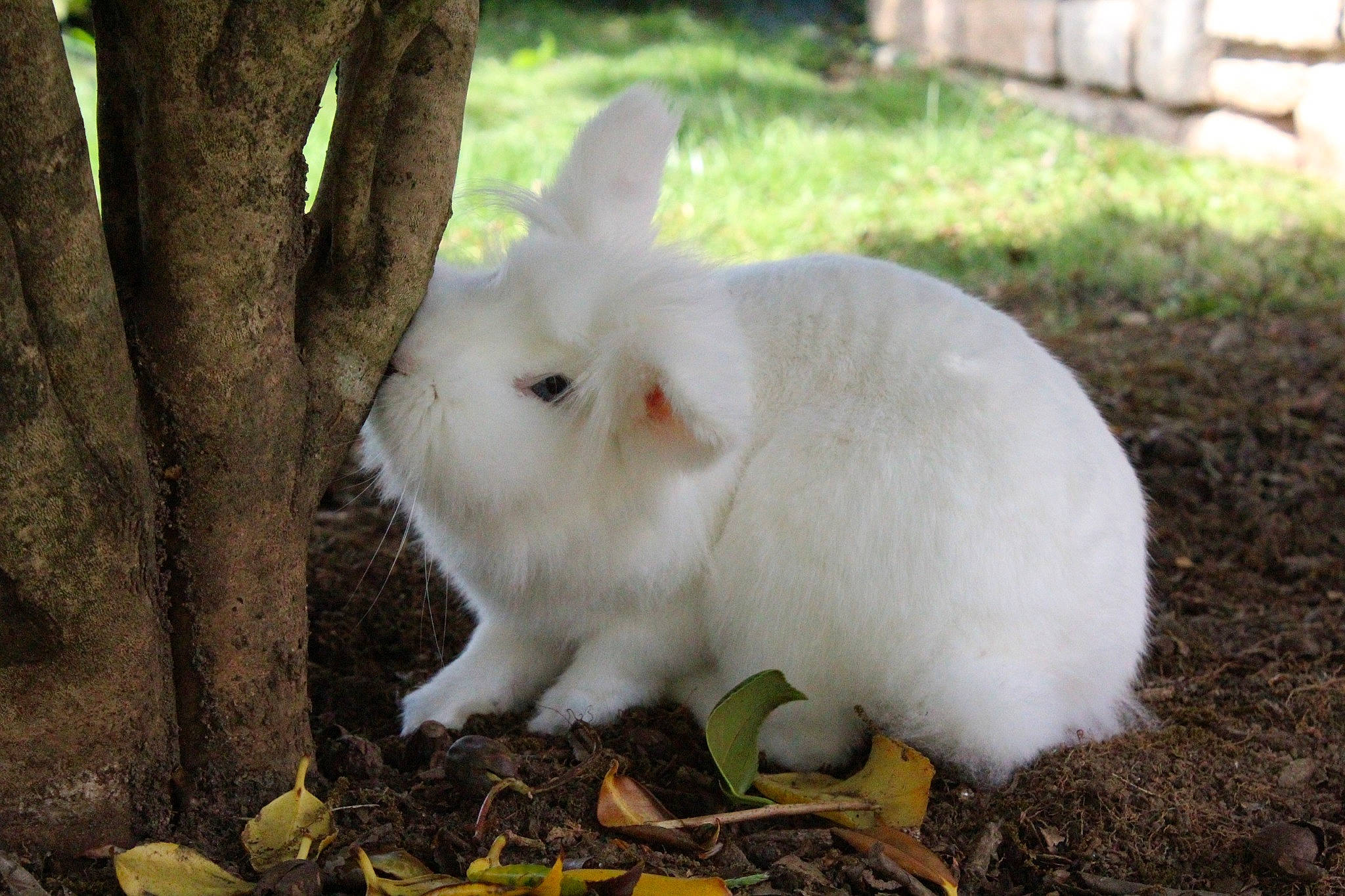 Misty a rejoint le concours — aidez-le/la à gagner de superbes lots ! adaptation, domestic_rabbit, hare, rabbit, rabbits_and_hares, snowshoe_hare, whiskers