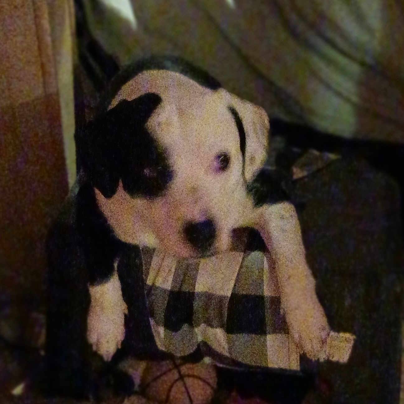 Rocky joined the competition — help win amazing prizes! animal, blanket, bostonbull, bulldog, canine, couch, cushion, dalmatian, dog, furniture, homedecor, hound, labradorretriever, person, pet, pitbull, puppy, sleeping, snout, terrier