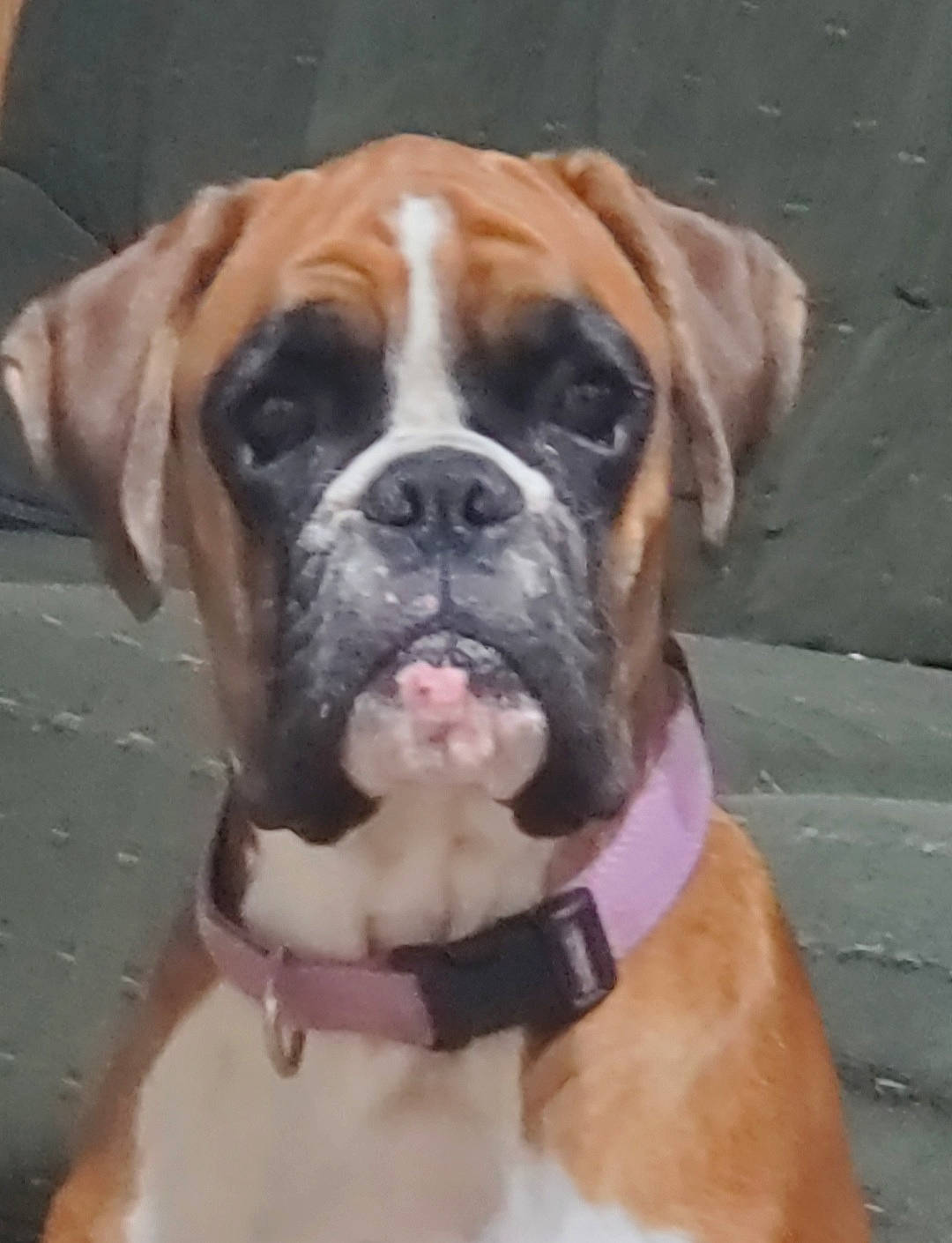 Lucy joined the competition — help win amazing prizes! australian_bulldog, boerboel, boxer, bulldog, bullmastiff, canidae, carnivore, companion_dog, dog, dog_breed, fawn, mammal, molosser, old_english_bulldog, olde_english_bulldogge, renascence_bulldogge, snout, valley_bulldog, vertebrate, working_dog