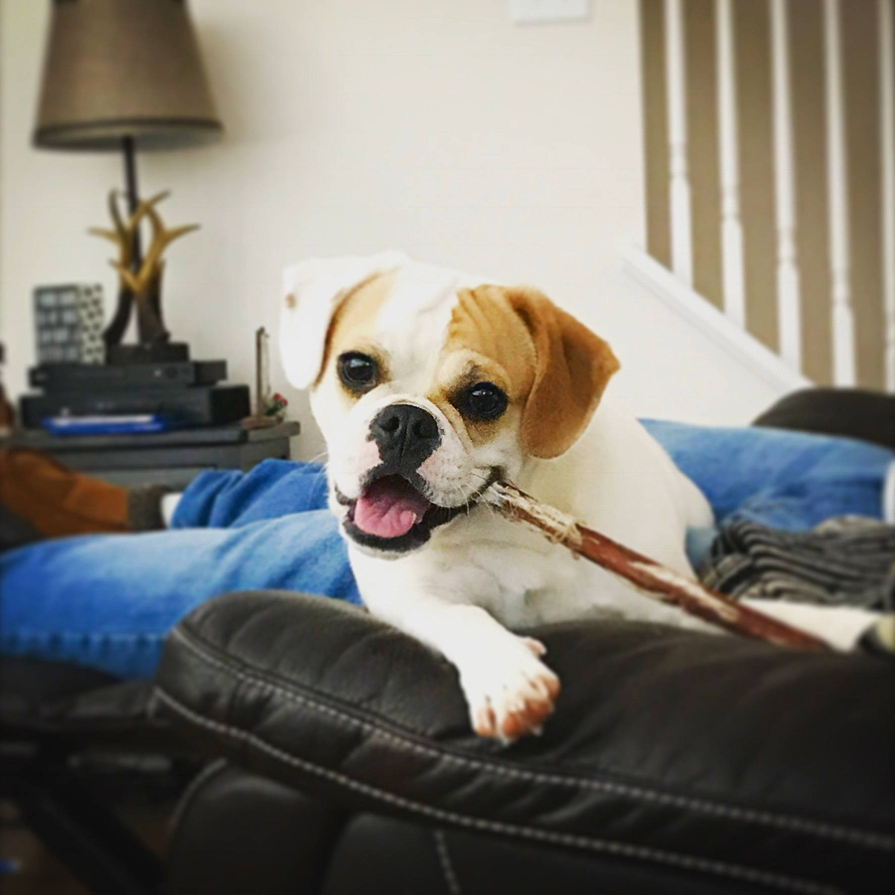 Bailey Mae joined the competition — help win amazing prizes! boxer, bulldog, canidae, carnivore, companion_dog, dog, dog_breed, ear, fawn, furniture, mammal, non_sporting_group, puggle, puppy, puppy_love, rare_breed_dog, sitting, snout, sporting_group, vertebrate
