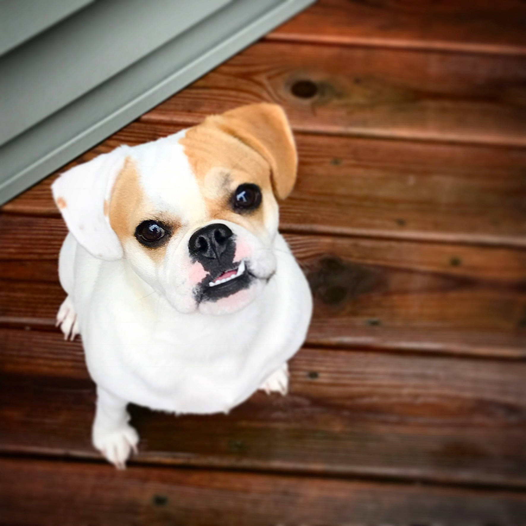 Bailey Mae is registered to the contest to win money with this photo: ancient_dog_breeds, canidae, carnivore, companion_dog, dog, dog_breed, ear, eye, fawn, mammal, pug, puggle, puppy, puppy_love, skin, snout, sporting_group, toy_dog