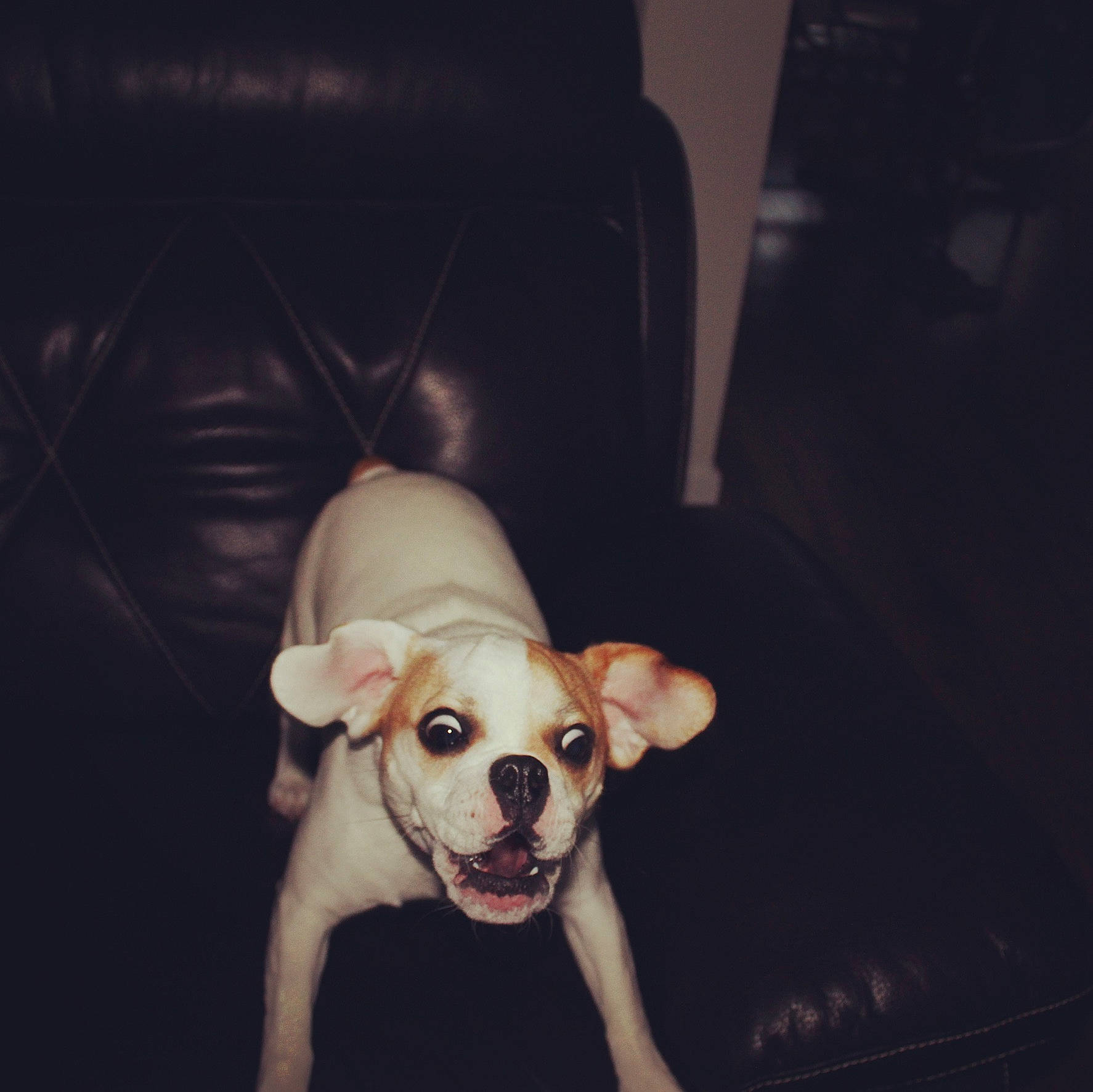 Bailey Mae joined the competition — help win amazing prizes! canidae, carnivore, chihuahua, companion_dog, dog, dog_breed, ear, fawn, french_bulldog, mammal, non_sporting_group, puggle, puppy, puppy_love, snout, sporting_group, tail, toy_dog