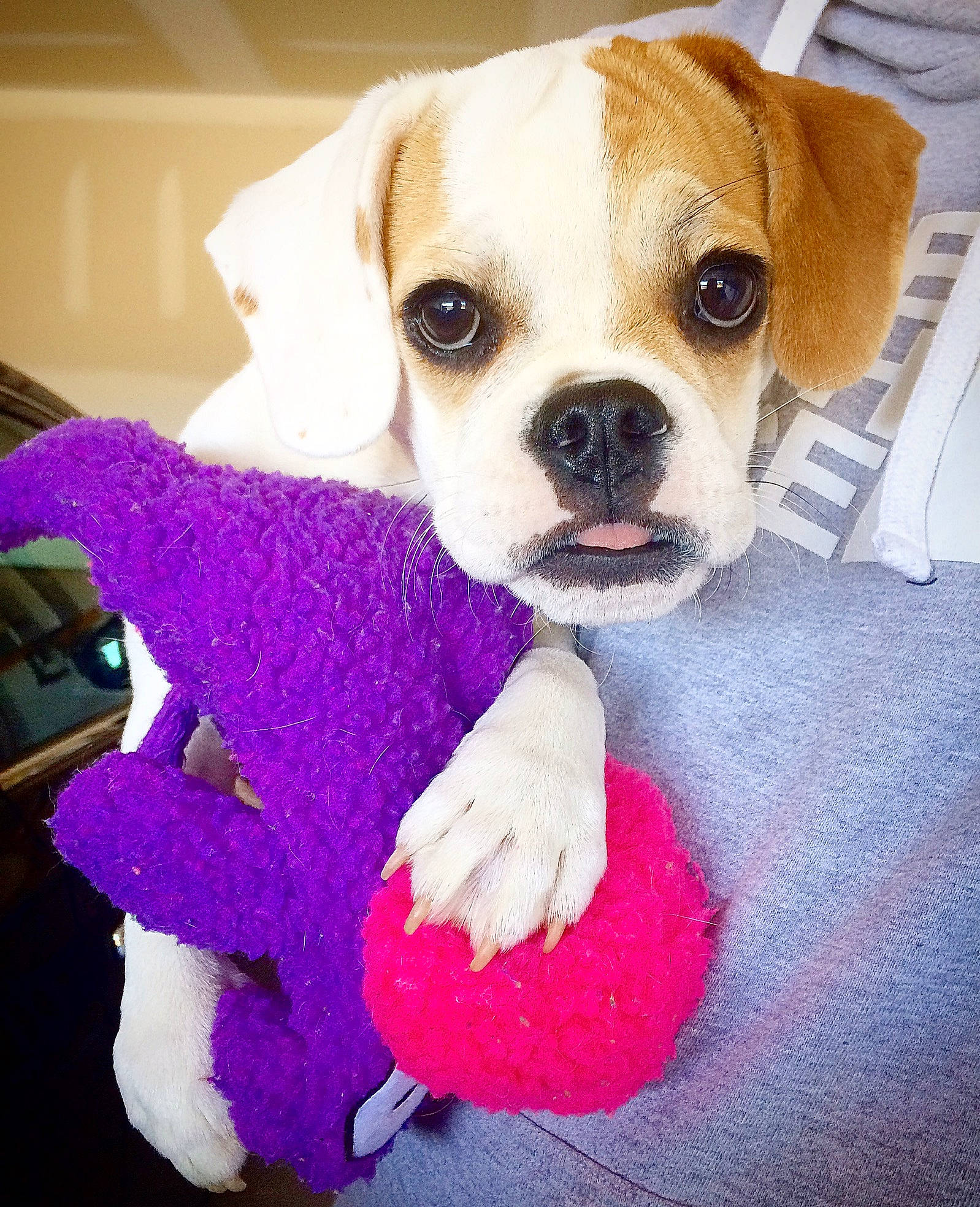 Bailey Mae joined the competition — help win amazing prizes! canidae, carnivore, companion_dog, dog, dog_breed, dog_clothes, dog_toy, fawn, fur, pink, plush, pug, puggle, puppy, puppy_love, snout, sporting_group, stuffed_toy, toy, toy_dog