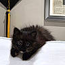 animal, black_cat, cat, cozy, curious_eyes, cute, feline, fluffy, framed_picture, graduation_cap, indoor, kitten, newspaper_clipping, pet, portrait, resting, small, tassel, wall, white_surface