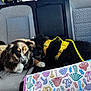 Bradley joined the competition — help win amazing prizes! dog, car_interior, backseat, harness, leash, seatbelt, window, trees, sunlight, mushroom_pattern, bag, fabric, curious, pet, fur, animal, resting, daylight, seat, travel