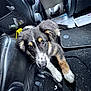 Bradley is registered to the contest to win money with this photo: puppy, dog, car_interior, black_carpet, leather_seat, papers, headset, fur, cute, pet, animal, floor, looking_up, black_and_brown, white_paws, indoor, relaxed, young_dog, ears, whiskers