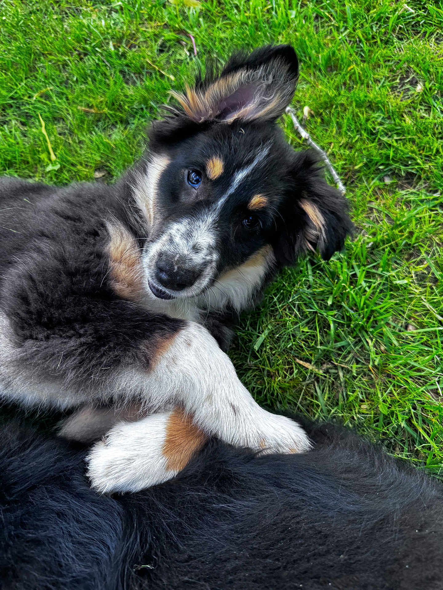 Bradley joined the competition — help win amazing prizes! puppy, dog, grass, outdoor, pet, animal, cute, fur, black, white, brown, ears, paw, lying, nature, young, closeup, adorable, friendly, playful