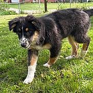 Bradley is registered to the contest to win money with this photo: puppy, dog, grass, outdoor, pet, tricolor, black, white, brown, young_dog, canine, furry, walking, nature, yard, sunlight, animal, domestic_animal, mammal, playful